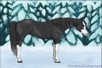 Horse Color:Black Splash 