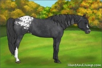 Horse Color:Black Appaloosa