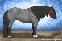 Horse Color:Blue Roan