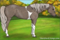 Horse Color:Silver Blue Roan Tobiano