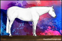 Horse Color:Gray Black Tobiano 