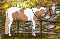 Horse Color:Chestnut Tobiano 