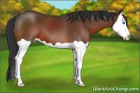 Horse Color:Bay Splash 