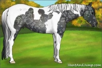 Horse Color:Black Ice Tobiano