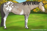 Horse Color:White Spotted Bay Ice Appaloosa 