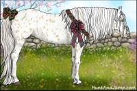 Horse Color:Palomino Dun Appaloosa  and Palomino Dun Appaloosa 
