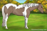 Horse Color:Silver Blue Roan Tobiano 