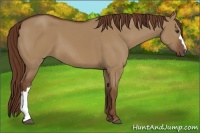 Horse Color:Red Dun 