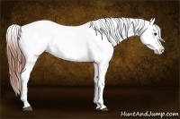 Horse Color:Bay Dun Appaloosa 