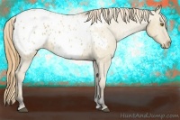 Horse Color:Buckskin Dun Appaloosa