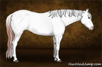 Horse Color:Bay Dun Appaloosa 