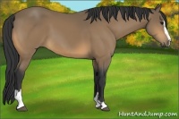 Horse Color:Buckskin Sabino 