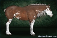 Horse Color:Silver Bay Sabino 