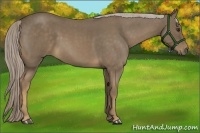 Horse Color:Chocolate Palomino Roan