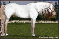Horse Color:Chestnut Appaloosa