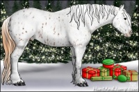 Horse Color:Brown Appaloosa  and Buckskin Dun Appaloosa