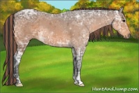 Horse Color:Painted Buckskin Ice 