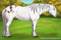 Horse Color:Brown Appaloosa and Brown Appaloosa