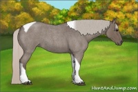 Horse Color:Silver Blue Roan Tobiano 
