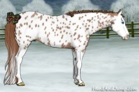 Horse Color:Red Roan Splash Appaloosa