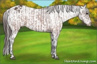 Horse Color:Brown Appaloosa  and Brown Appaloosa Rabicano 