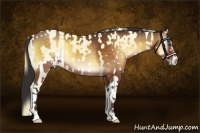 Horse Color:Perlino Splash  and Buckskin Onyx 