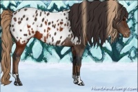 Horse Color:Brown Appaloosa  and Liver Chestnut Appaloosa 