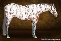 Horse Color:Brown Appaloosa  and Brown Frame Appaloosa 