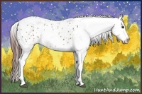 Horse Color:Brown Appaloosa  and Brown Appaloosa 