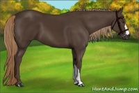 Horse Color:Liver Chestnut