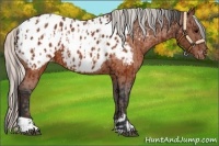 Horse Color:Brown Appaloosa and Silver Brown Appaloosa