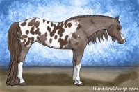 Horse Color:Liver Chestnut Appaloosa