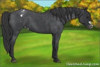 Horse Color:Blue Roan Frame Varnish 