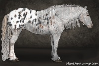 Horse Color:Chestnut Appaloosa  and Black Appaloosa 
