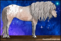 Horse Color:Brown Appaloosa  and Brown Appaloosa 