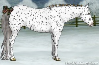 Horse Color:Black Near Leopard 