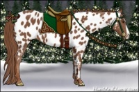 Horse Color:Chestnut Splash Near Leopard
