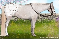 Horse Color:Chestnut Appaloosa 