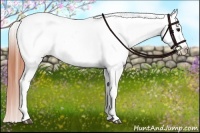 Horse Color:Brown Dun Appaloosa 