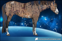 Horse Color:ERROR: UNKNOWN ANOMALY and Brown Dun Appaloosa 