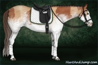 Horse Color:White Spotted Bay Splash  and White Spotted Amber Champagne Splash 