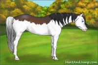 Horse Color:Bay Roan Splash