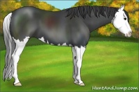 Horse Color:Black Splash 