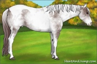 Horse Color:White Spotted Chocolate Grullo Tobiano