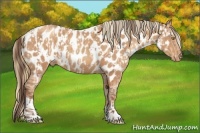 Horse Color:Amber Champagne Appaloosa  and Gold Champagne Appaloosa 