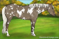 Horse Color:White Spotted Liver Red Dun 