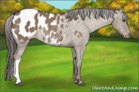 Horse Color:Liver Red Dun Appaloosa Rabicano 