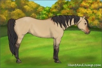 Horse Color:Bay Dun