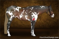Horse Color:White Spotted Liver Chestnut Sabino 