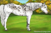 Horse Color:Liver Chestnut Sabino 